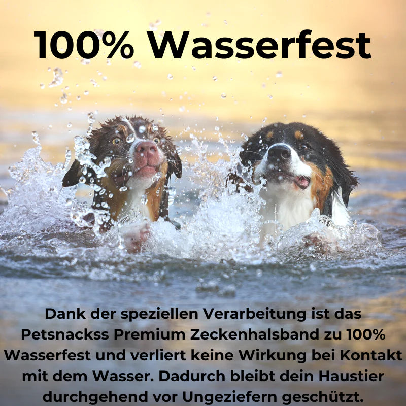 100_Wasserfest (1).webp__PID:313aaf15-56f1-4b3d-b0a4-d6e53cb8ea77